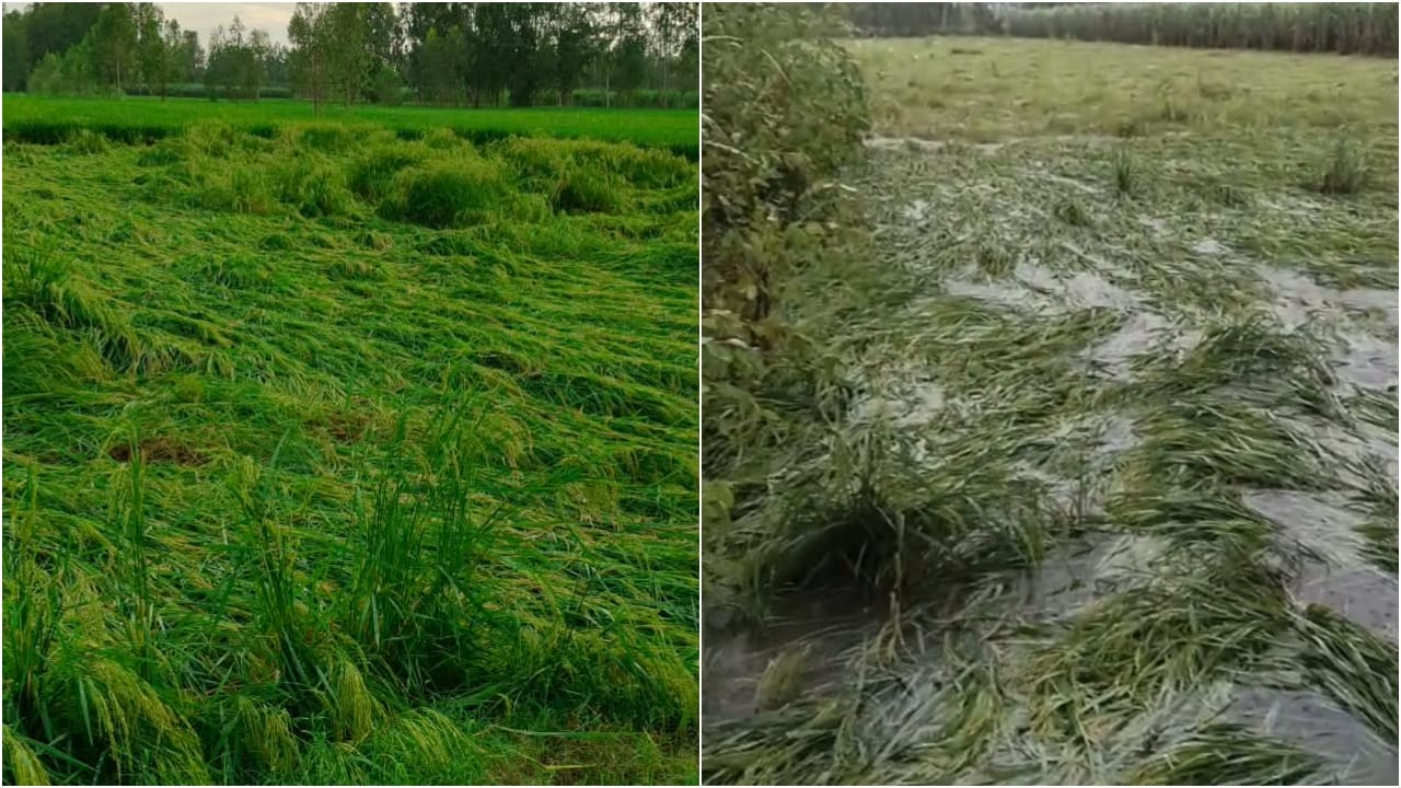 heavy rain disrupts life in Bareilly waterlogging on roads submerged and crops destroyed