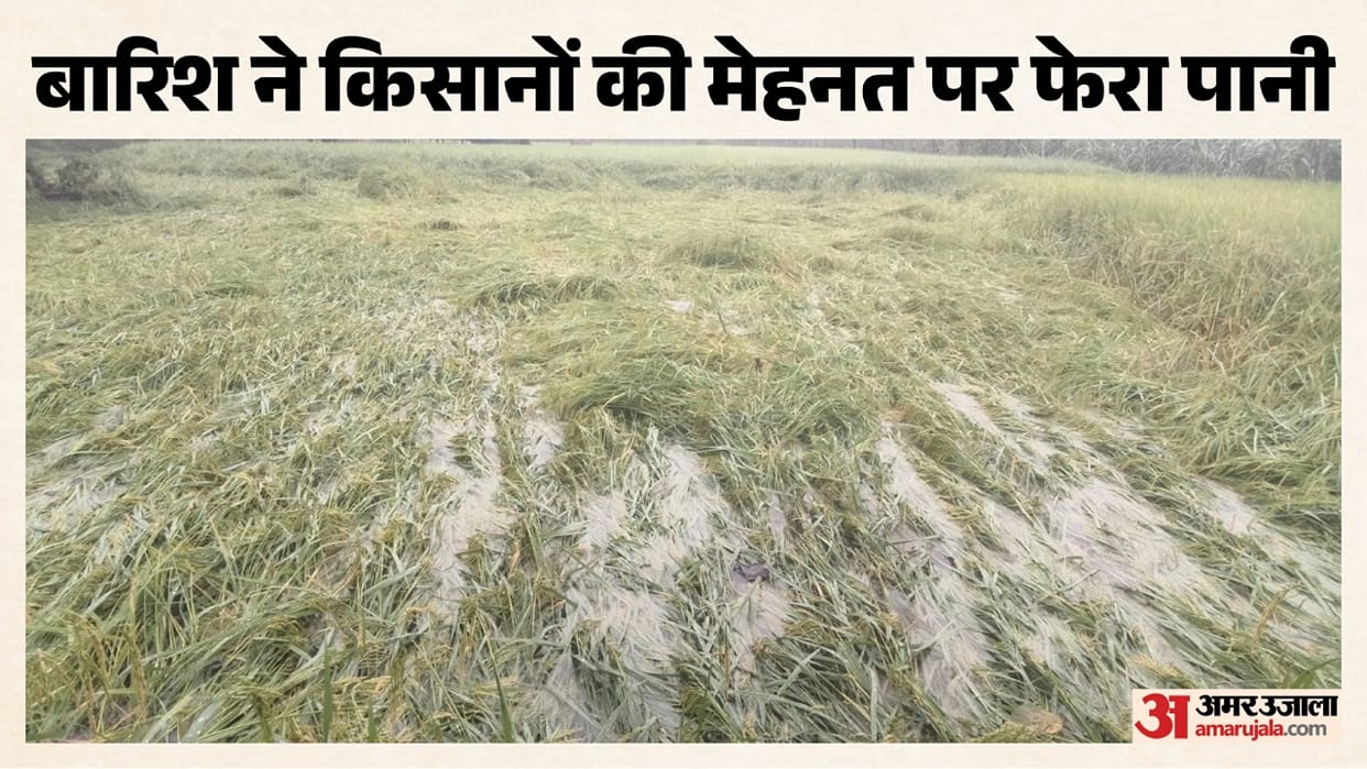 Rain wreaks havoc Paddy and sugarcane crops ruined in Bareilly