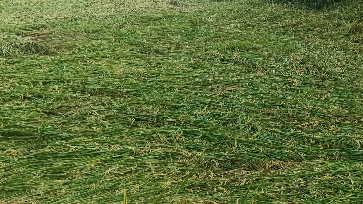 Heavy rain in Bareilly division Waterlogging in several areas of the city crops damaged by strong winds