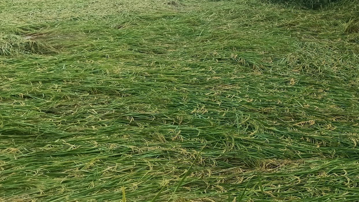 Heavy rain in Bareilly division Waterlogging in several areas of the city crops damaged by strong winds