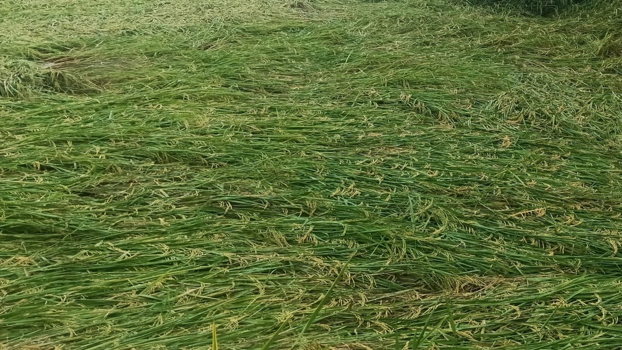 खेत में गिरी धान की फसल