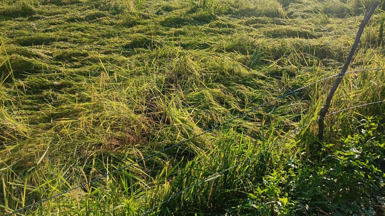 Heavy rain in Bareilly division Waterlogging in several areas of the city crops damaged by strong winds
