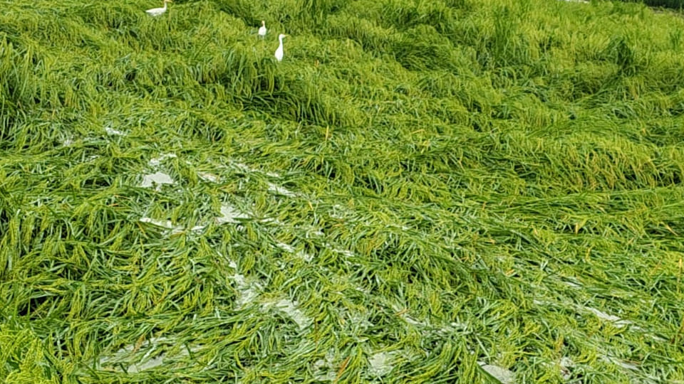 सांकेतिक तस्वीर