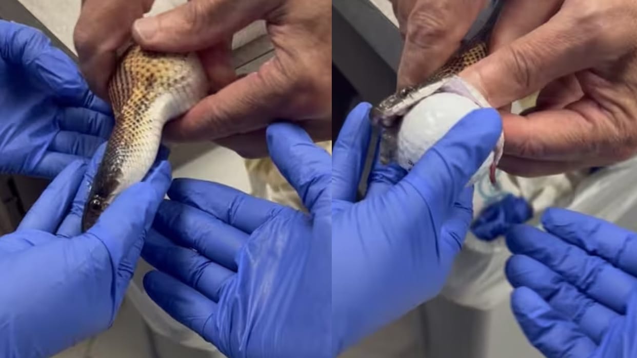 snake swallows three golf balls surgery video