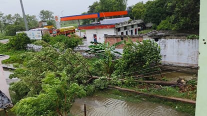 Rain and strong winds wreak havoc trees fall on power lines in Lakhimpur kheri