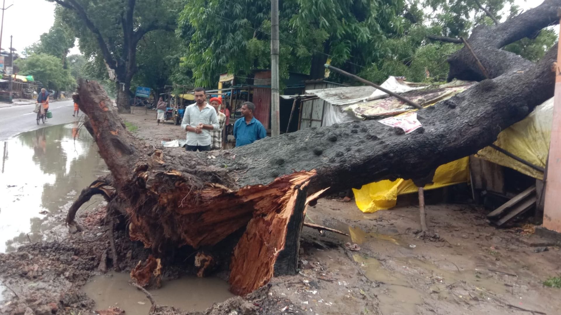 rainfall accompanied strong winds 115 electricity poles toppled trees fell three transformers