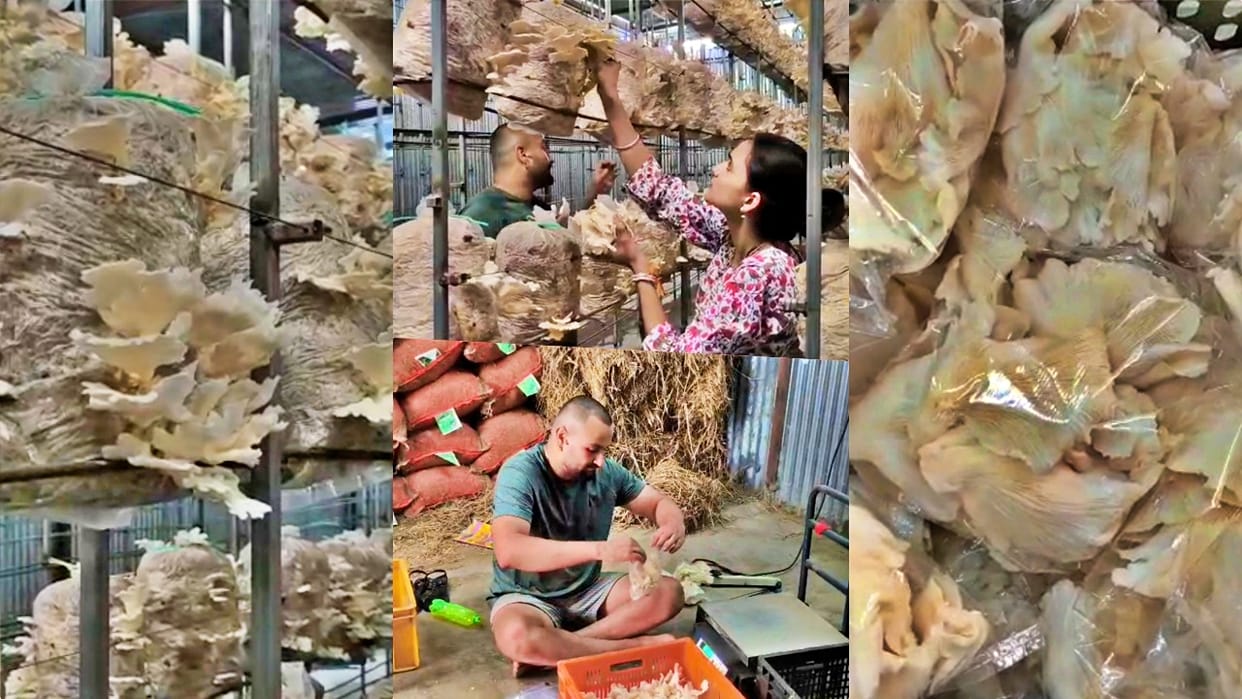 mushroom farming ankit kumar sundernagar 200 to 7000 bags business success