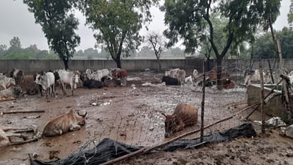 गोशाला में दयनीय हालत में मिले गोवंश