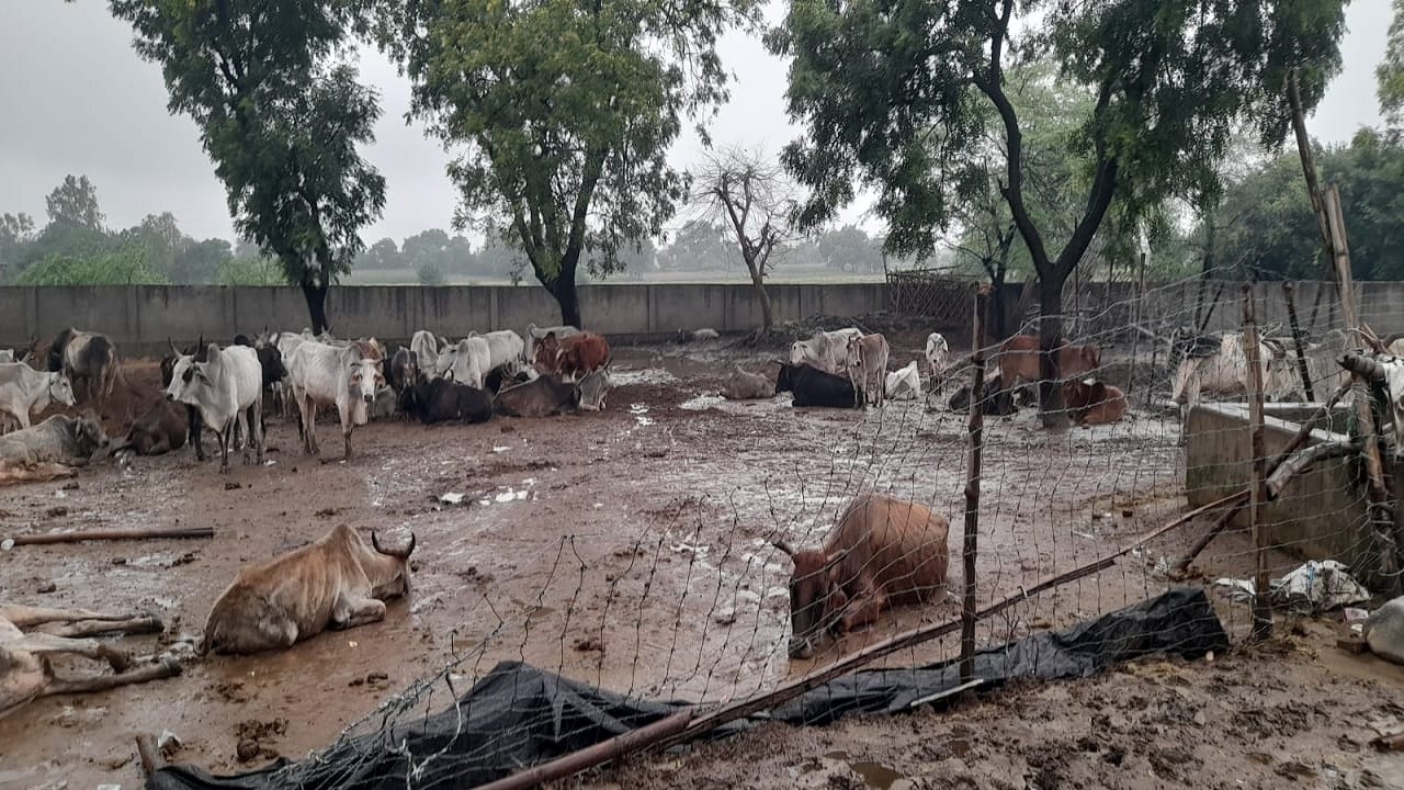 गोशाला में दयनीय हालत में मिले गोवंश