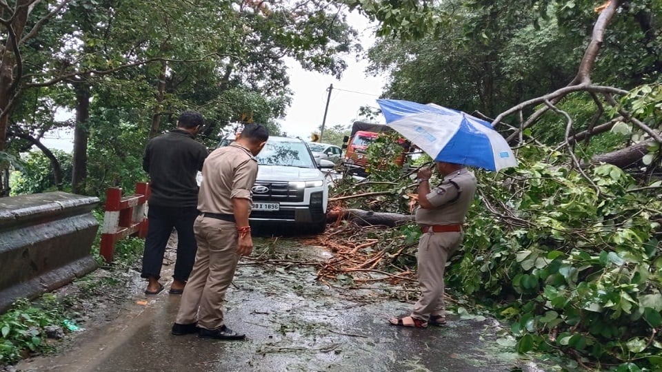 कालाढूंगी-नैनीताल मोटर मार्ग पर प्रिया बैंड के पास सड़क पर गिरा पेड़।
