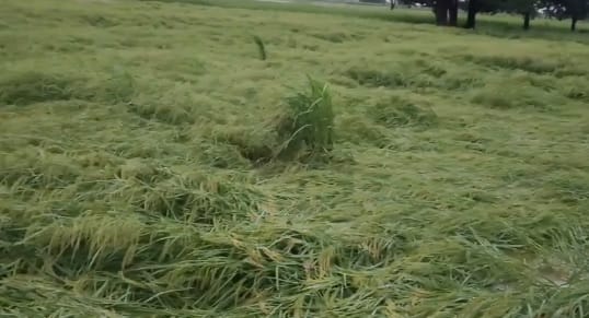 Kanpur Crops damaged by continuous rain paddy crop flattened urad and sesame also affected