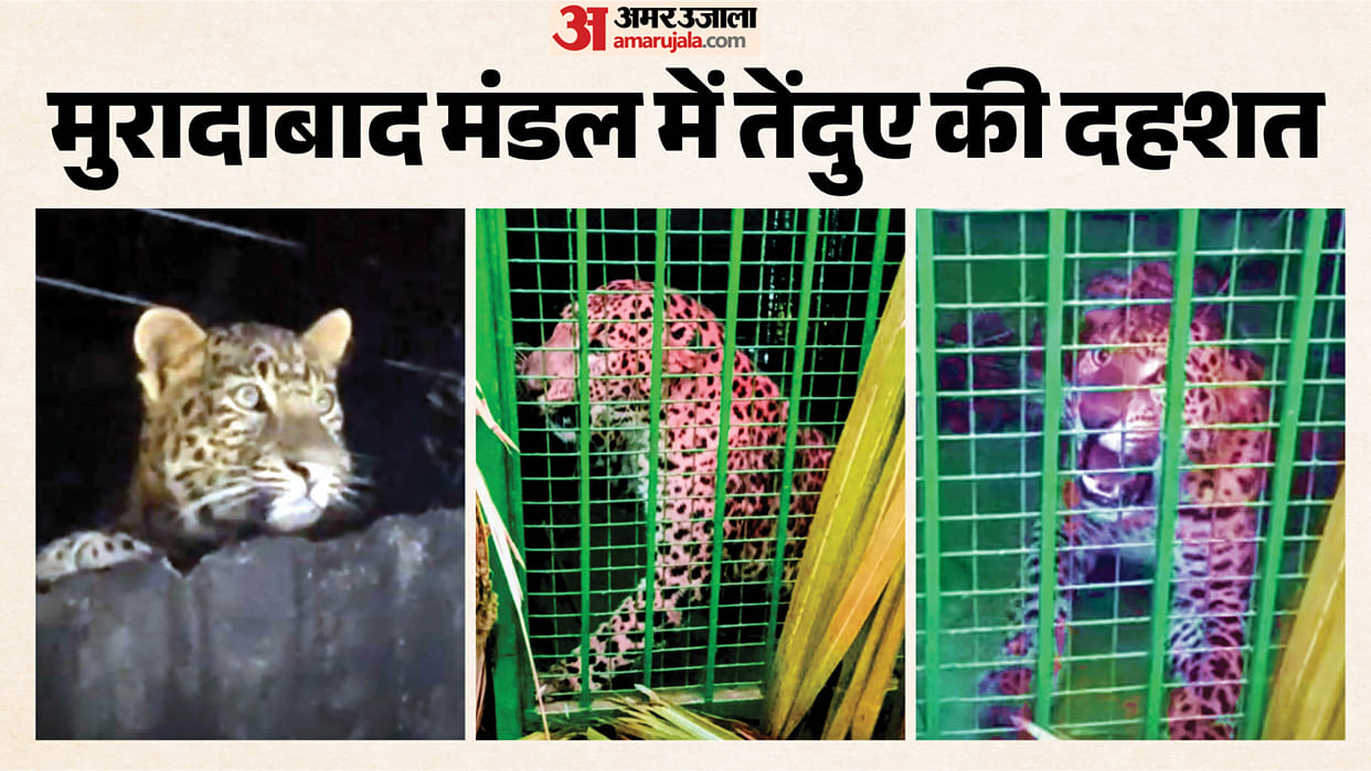Rain Increases Leopard Threat: Three Leopards Spotted Perched Tubewell Shed; Panic Grips 20 Villages Moradabad