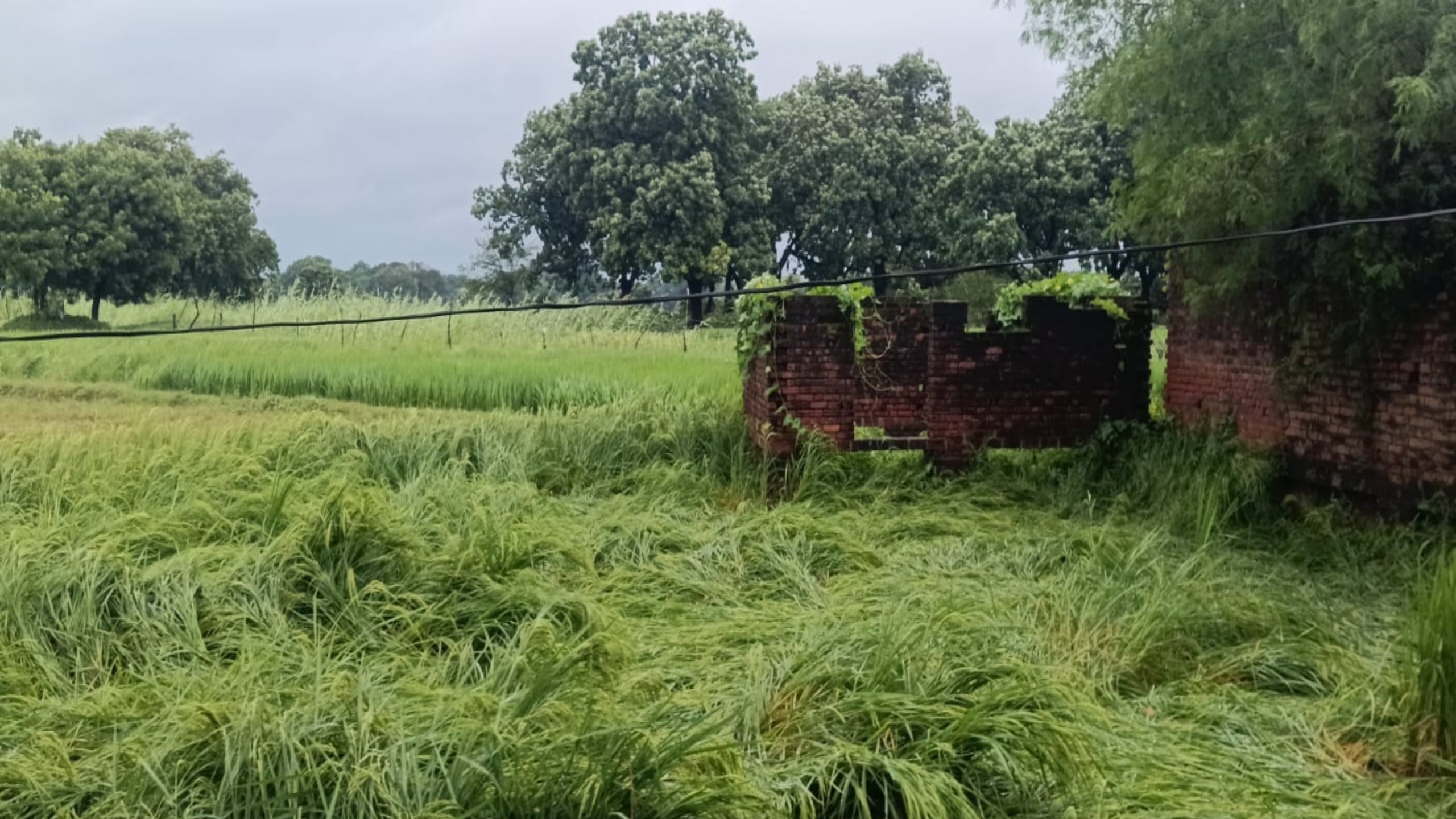 लगातार कई दिनों से बारिश के चलते प्रतापगढ़ में बर्बाद हुई फसलें।