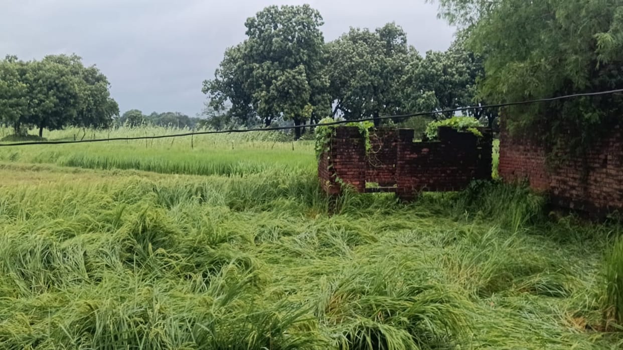 Prayagraj Seven times the normal rainfall in two days; daily life disrupted and crops destroyed