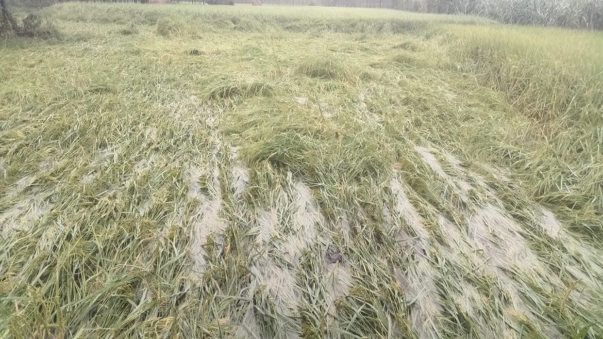 Survey of crop damage caused by rain to begin in Bareilly on Monday