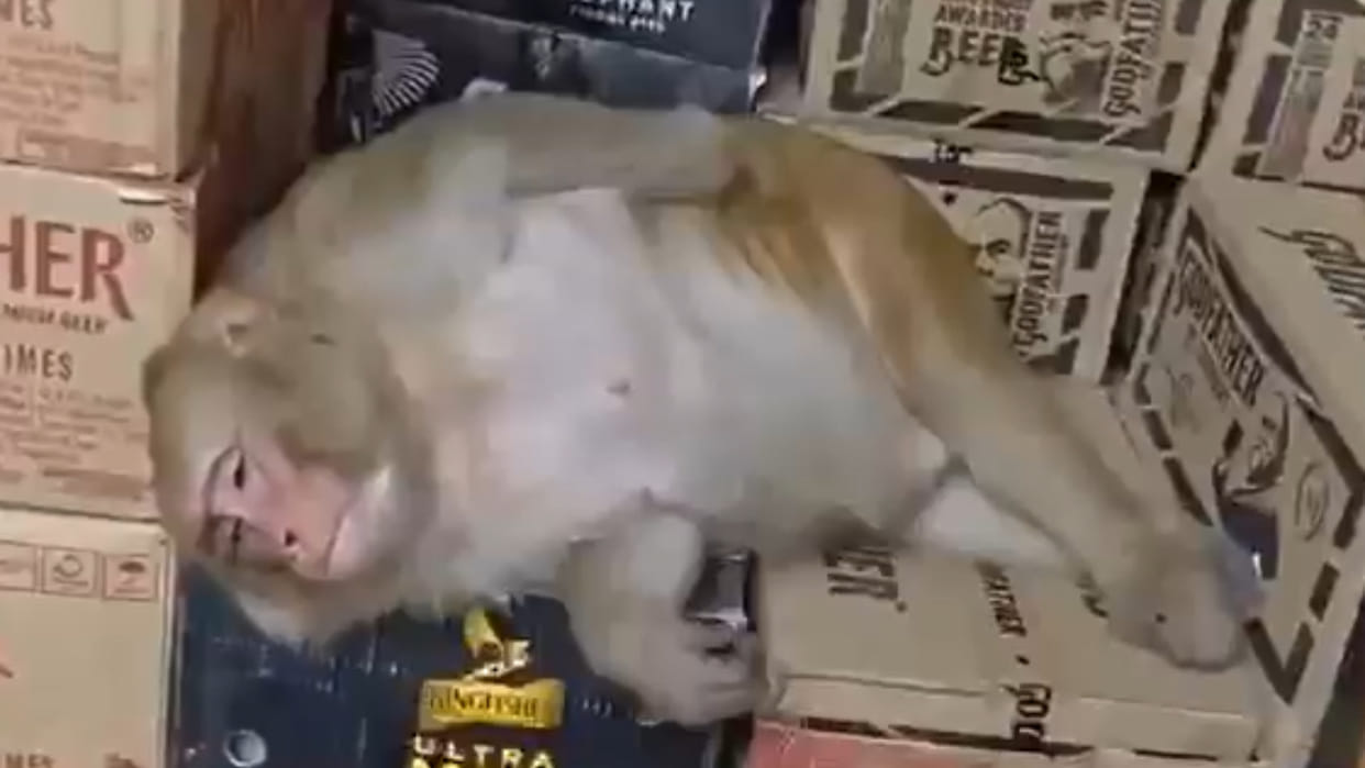 Ranchi monkey enters liquor shop and lying unconscious drinks alcohol video viral news in hindi