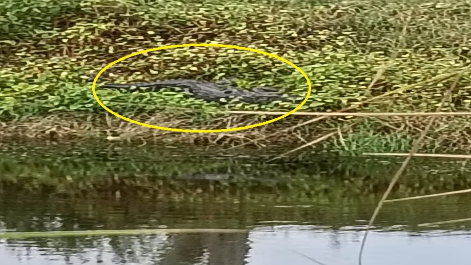 Aligarh Chhote Jawan Pond Crocodile Spotted