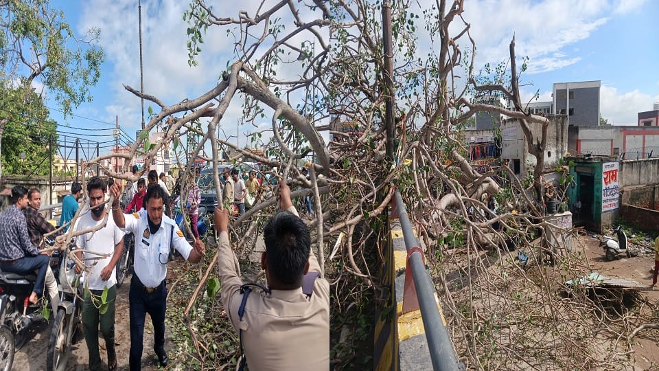 Peepal Tree Falls On Kotwali Bridge