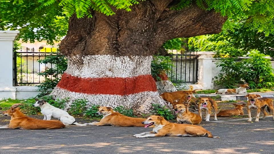 Aligarh Rabies Alert 1.55 Lakh Dog Bites Yearly