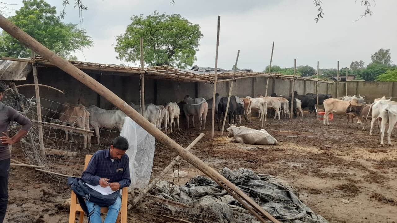 गोशाला में गोवंश