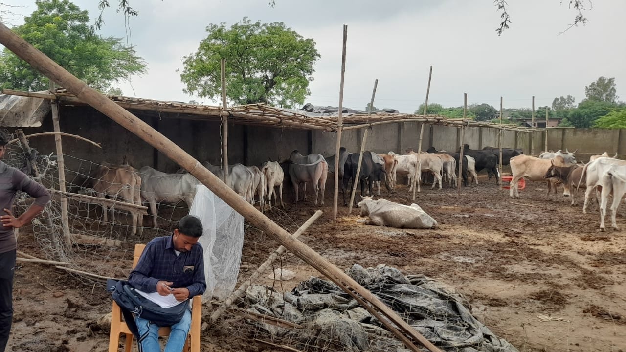 गोशाला में गोवंश