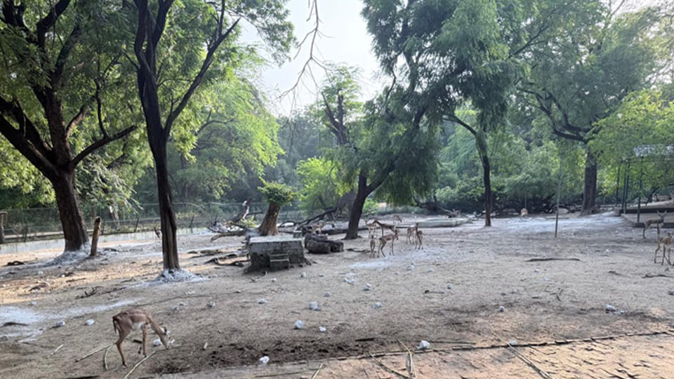 हिरण बाड़े में किया गया चुना का छिड़काव