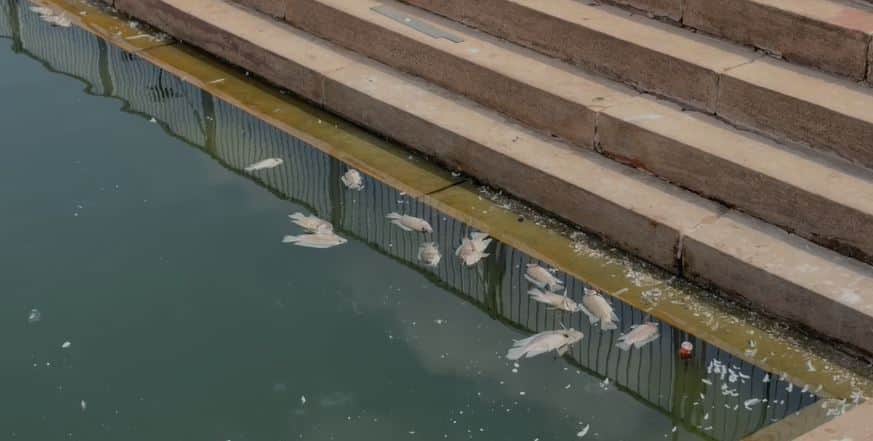 Fish Die Again in Kusum Sarovar Despite Crores Spent on Development