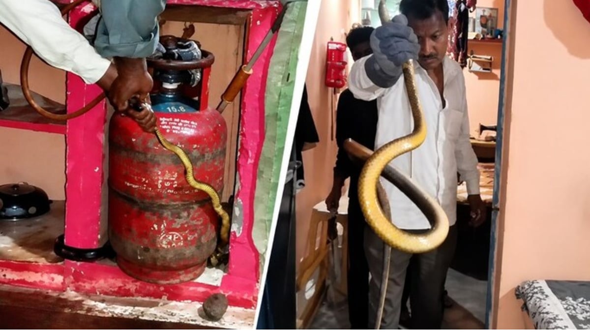 सागर: रसोई में गैस सिलेंडर के पीछे छिपा था 8 फीट लंबा सांप, महिला की नजर पड़ी तो मचा हड़कंप