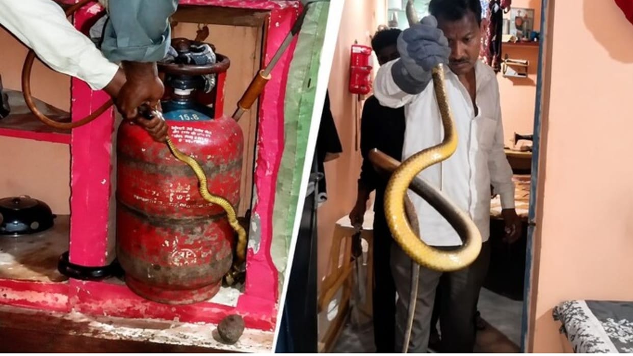 An 8-foot-long snake was hiding behind the gas cylinder in the kitchen; panic ensued when a woman spotted it.