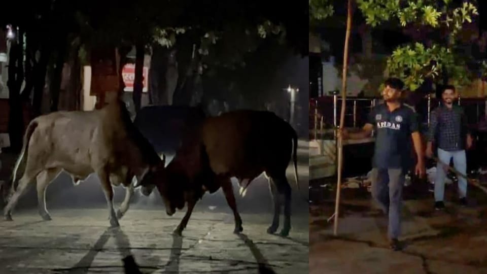 आपस में भिड़ते सांड और डंडे लिए खड़े लोग।