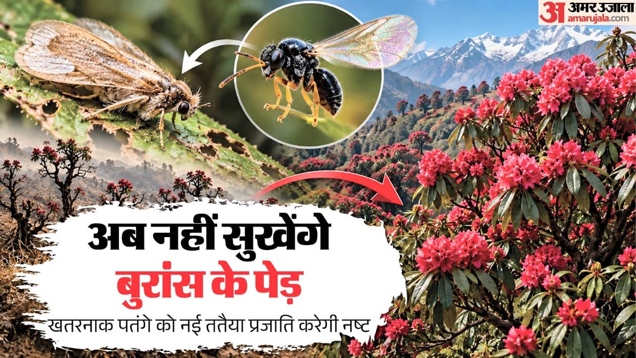 Natural enemy of the Gajalina chrysolopha moth killing Burans trees found; scientists discover new wasp specie