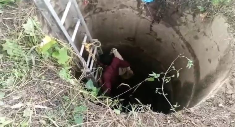 40 फीट गहरे कुएं में गिरा मोर: चार घंटे चला रेस्क्यू ऑपरेशन, दमकल कर्मियों के छूटे पसीने; तब बची जान
