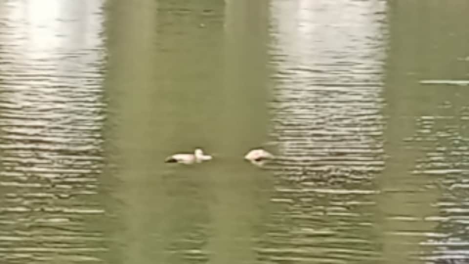 Three youths drowned while bathing in the Sukuva-Dhukuva Dam in Jhansi