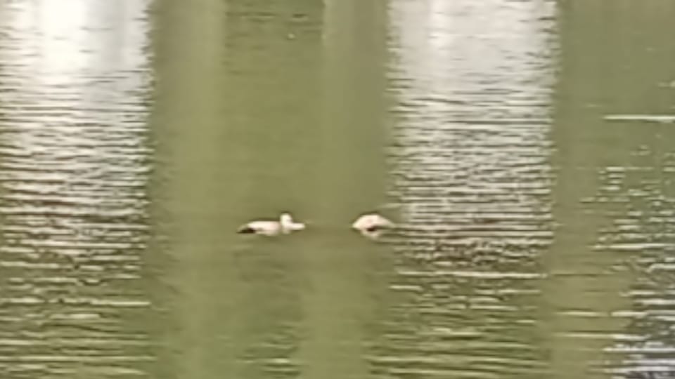 Three youths drowned while bathing in the Sukuva-Dhukuva Dam in Jhansi