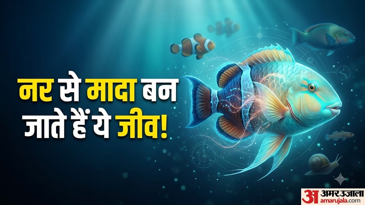 viral animals change gender from male to female clownfish how amazing nature facts know the reason