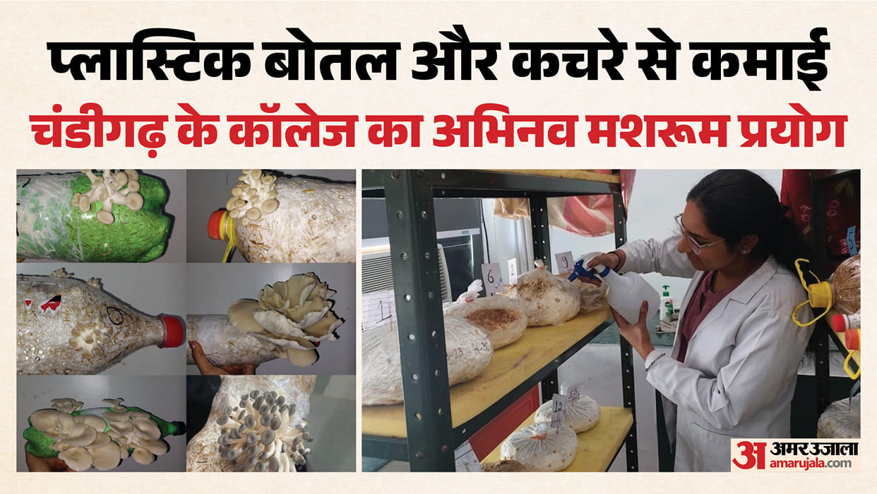 Waste turns into source of income Oyster mushrooms grown in discarded bottles chandigarh MCM College