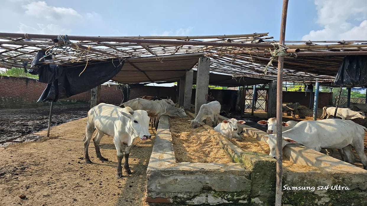 cattle receive high-quality feed on paper but reality of cowsheds is different in Budaun