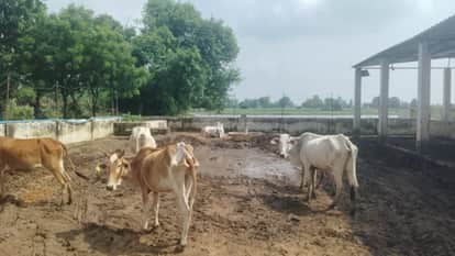 cattle receive high-quality feed on paper but reality of cowsheds is different in Budaun