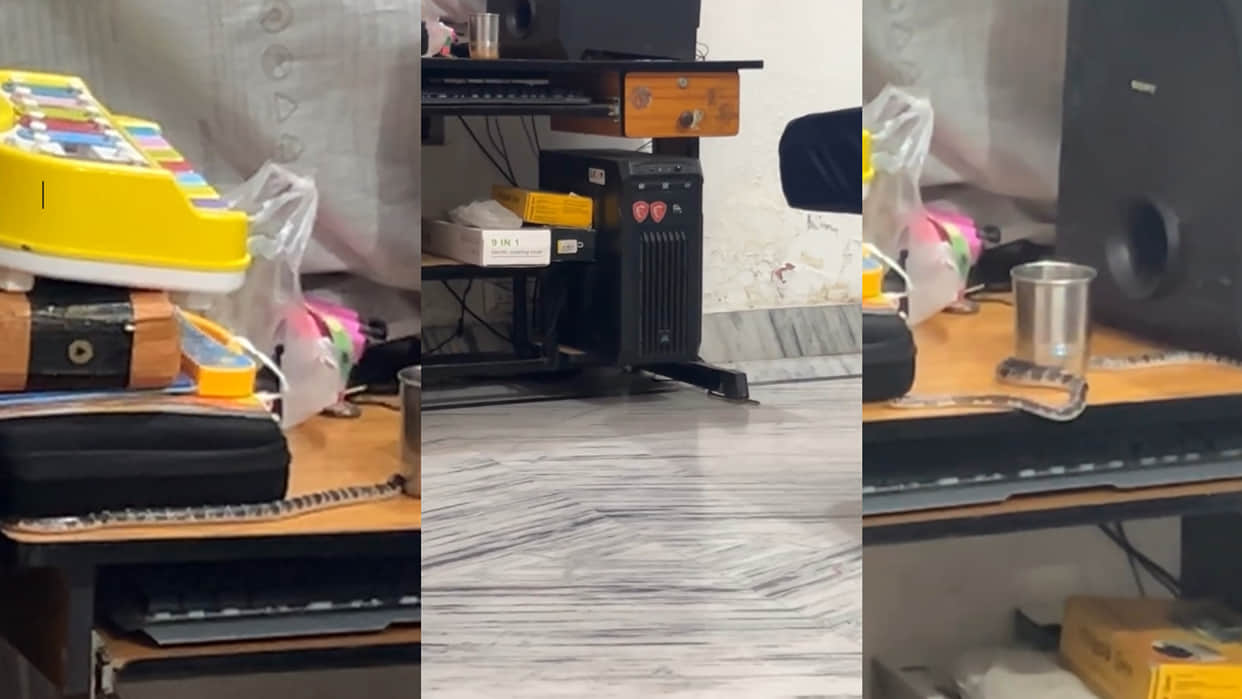 Krait Snake spotted slithering on the computer table at home video goes viral on internet