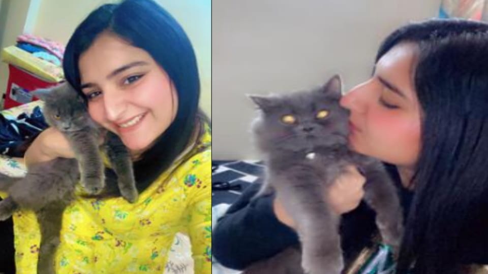 Shamli: Unvaccinated Pet Cats Raise Rabies Concern, Over 900 People Reportedly Scratched or Bitten Every Month