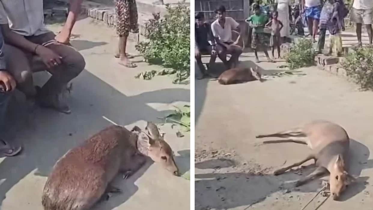 villagers captured four deer fawns swept in gandak flood forest department rescue all