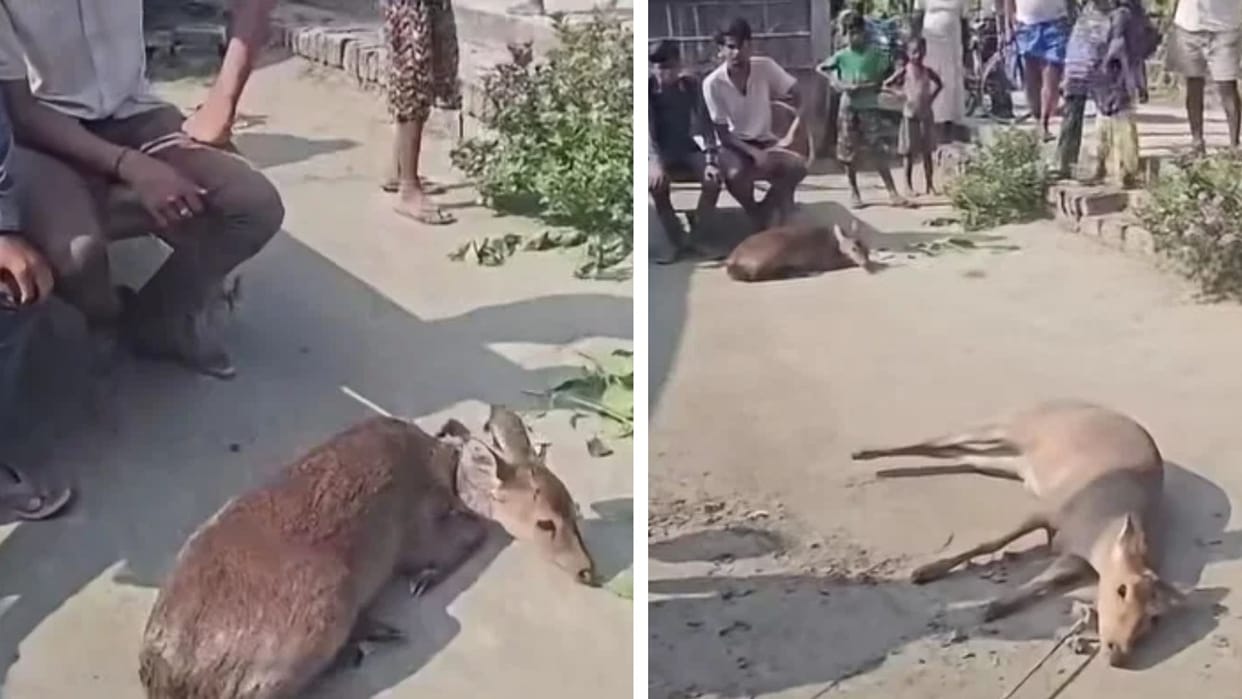 villagers captured four deer fawns swept in gandak flood forest department rescue all