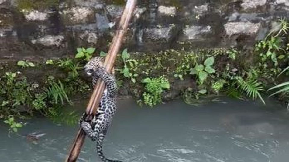 Villagers rescue leopard cub that fell into a canal in kaladhungi