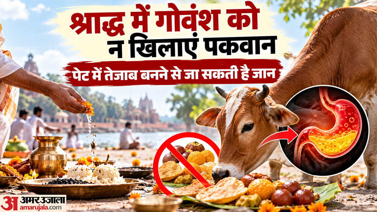 Feeding excessive rich food to cattle can prove fatal for them rumen acidosis