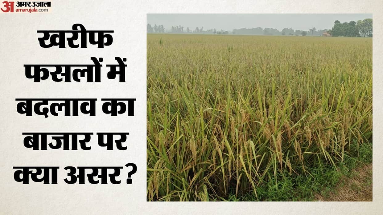 Kharif Crop Sowing Changes: Paddy, Maize and Soybean Acreage Falls; Turmeric Prices Cross Rs 21,400 Mark