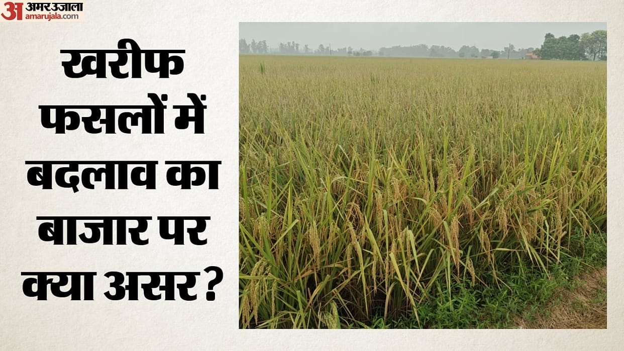 Kharif Crop Sowing Changes: Paddy, Maize and Soybean Acreage Falls; Turmeric Prices Cross Rs 21,400 Mark