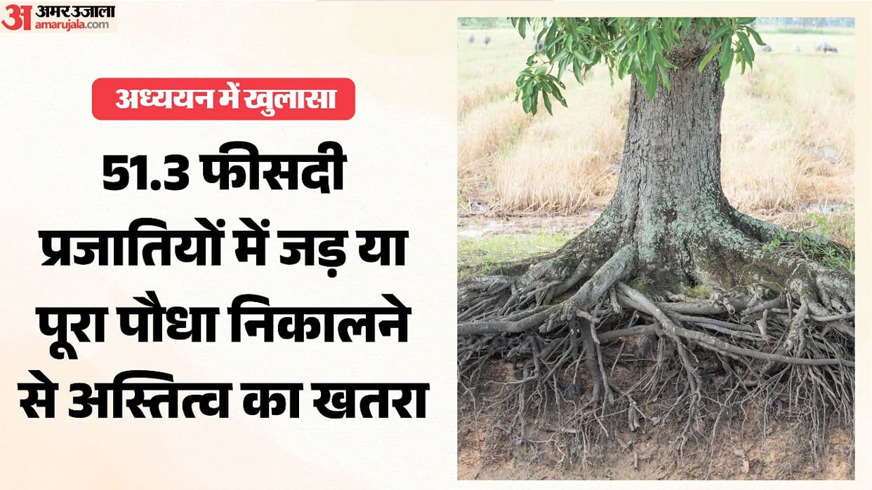 Himachal: If roots continue to be uprooted unchecked, the mountains' green treasure will vanish