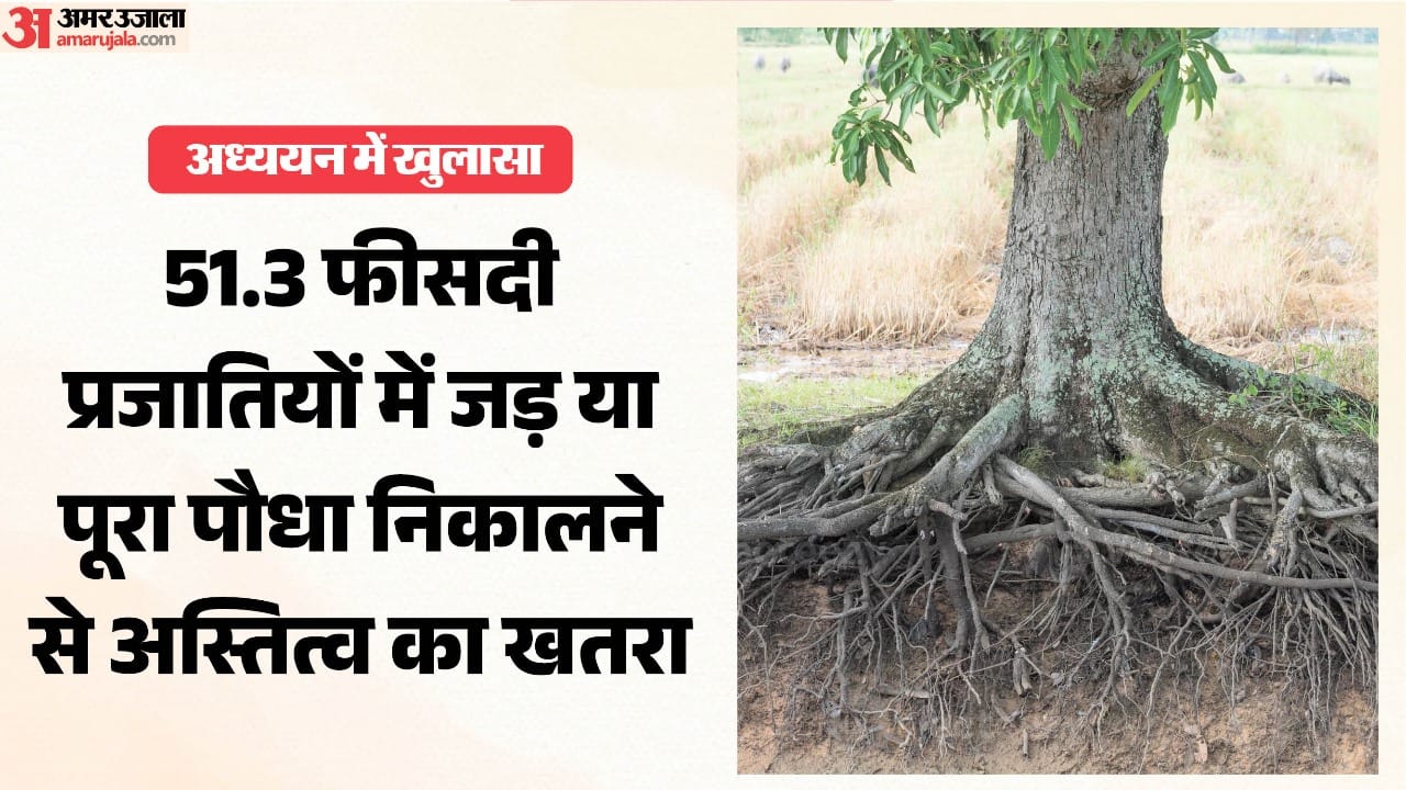 यूं ही जड़ें उखड़ती रहीं तो खत्म हो जाएगा पहाड़ का हरा खजाना।