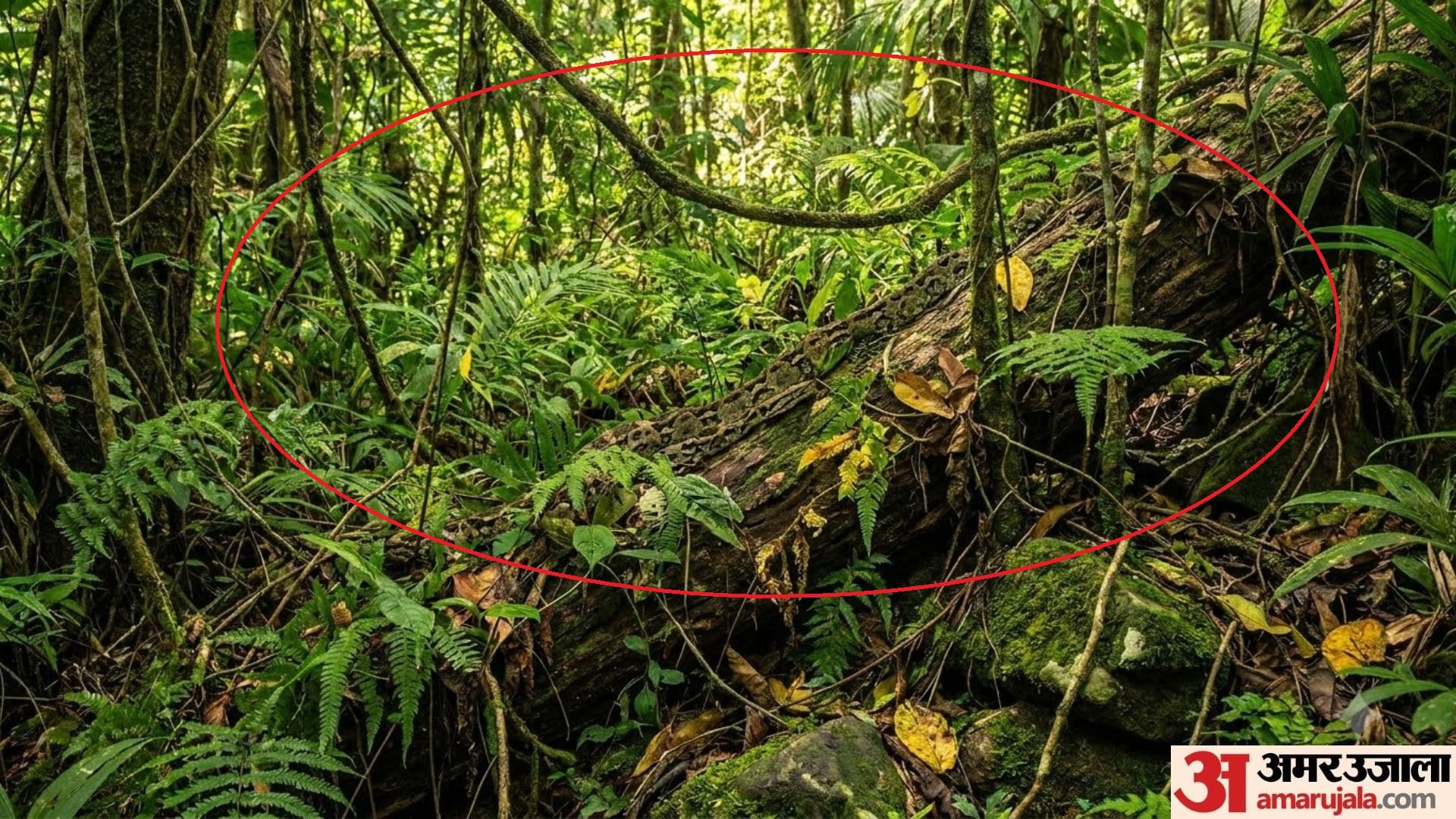 Optical Illusion IQ Test Brain Test if You Have Hawk Eyes Then Find Snake in 10 Seconds