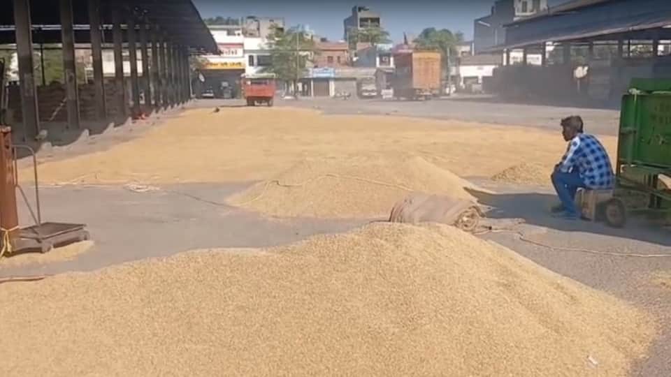 Government procurement of paddy in Punjab begins today 1887 mandis 180 lakh tonnes five lakh gunny bags
